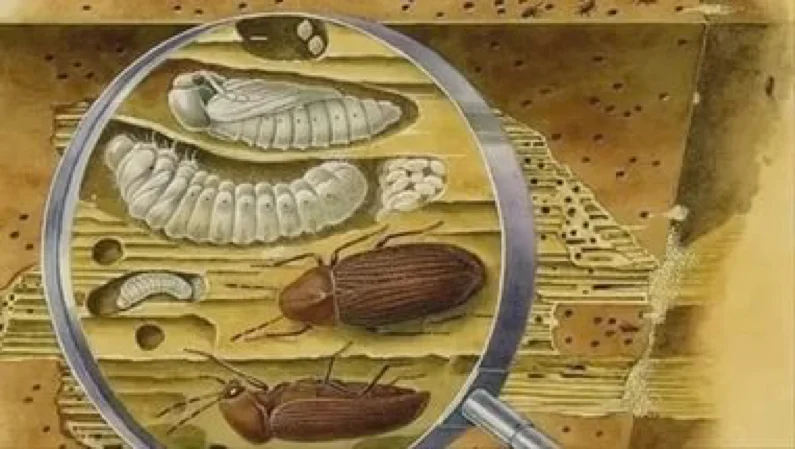 Жук точильщик